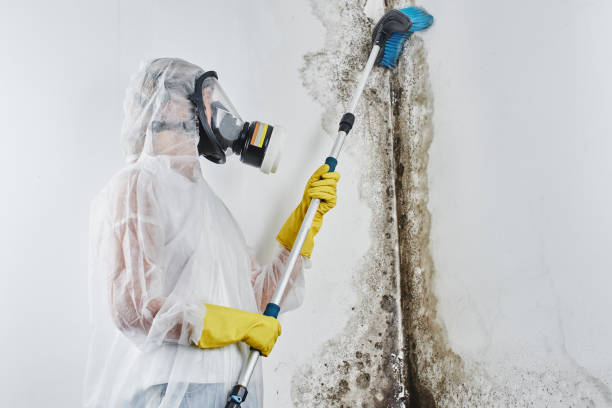 Best Professional Mold Removal  in Honaunau Napoopoo, HI