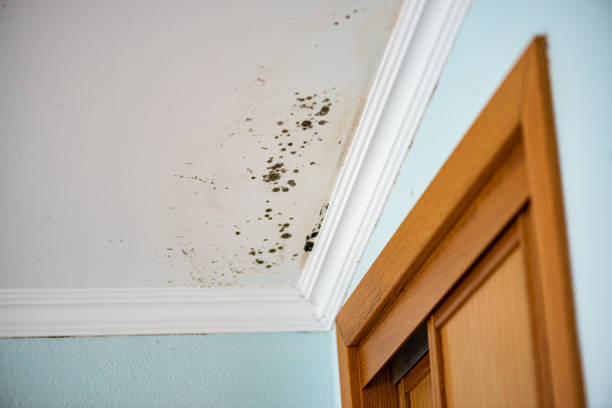 Best Certified Mold Removal  in Honaunau Napoopoo, HI