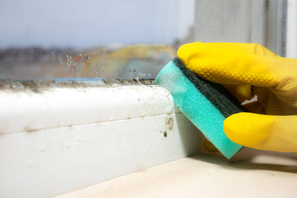 Best Residential Mold Removal  in Honaunau Napoopoo, HI
