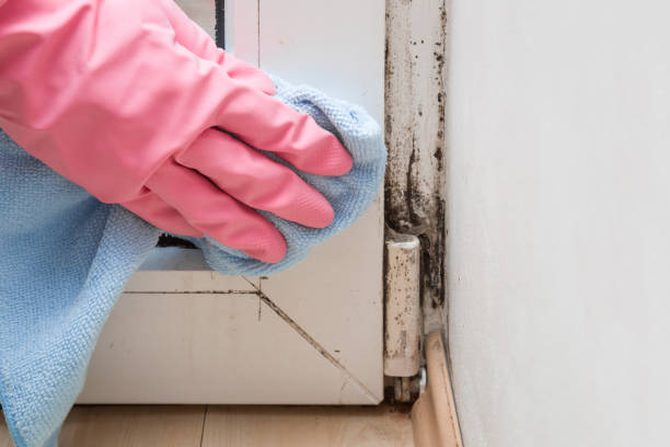 Best Mold Damage Repair  in Honaunau Napoopoo, HI